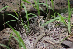Aspidoscelis costatus