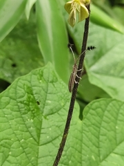 Eucomatocera vittata