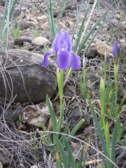 Iris lutescens subbiflora