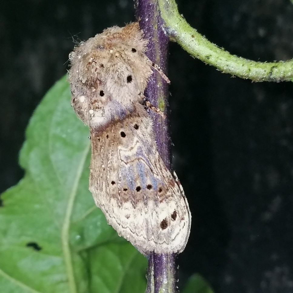 Pustulasia punctata