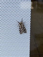 Lophocampa ingens