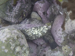 Acanthoclinus fuscus