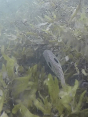 Notolabrus celidotus