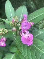 Impatiens glandulifera