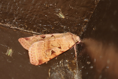Diarsia esurialis