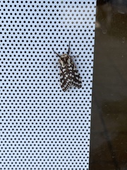 Lophocampa ingens