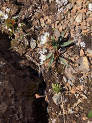 Claytonia multiscapa pacifica