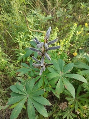 Lupinus polyphyllus