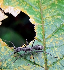 Diacamma geometricum