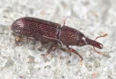 Euophryum confine
