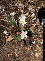 Claytonia multiscapa pacifica