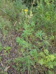 Hieracium umbellatum