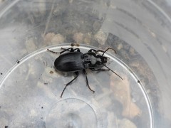 Pterostichus pedemontanus