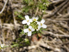 Iberis saxatilis