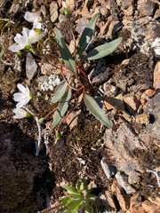 Claytonia multiscapa pacifica