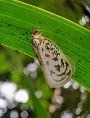 Copsyrna maculata