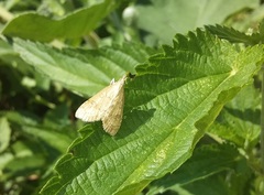 Udea fulvalis