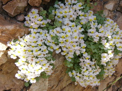 Sarcocapnos enneaphylla