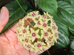 Hoya halconensis