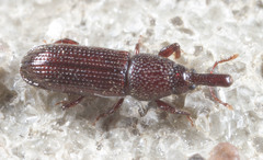 Euophryum confine