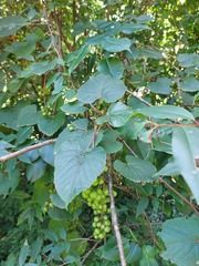 Vaccinium leucanthum