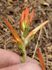 Castilleja disticha