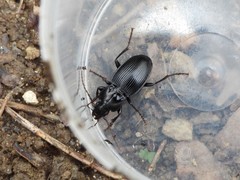 Pterostichus pedemontanus