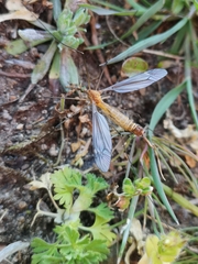 Lunatipula