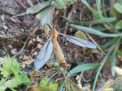 Lunatipula