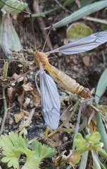 Lunatipula