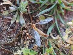 Lunatipula