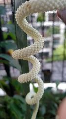 Anthurium wendlingeri