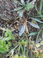 Lunatipula