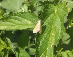 Udea fulvalis