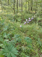 Campanula bononiensis