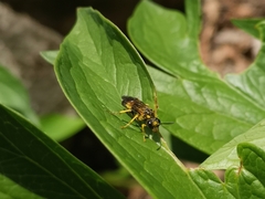 Tenthredo maculata