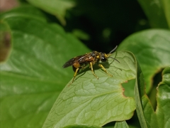 Tenthredo maculata