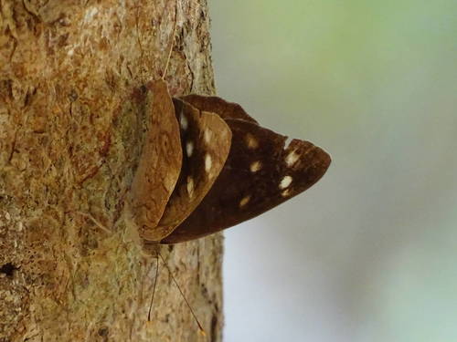 Dingy Purplewing