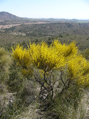 Genista spartioides