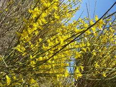 Genista spartioides