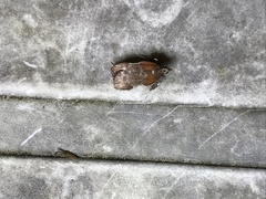 Galasa nigrinodis