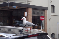 Chroicocephalus novaehollandiae scopulinus