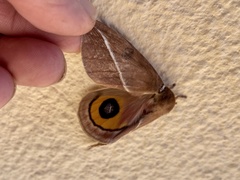 Automeris zephyria