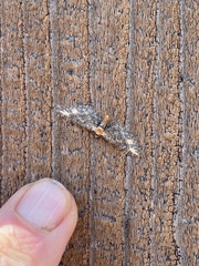 Eupithecia flavigutta