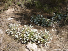 Limonium album