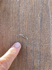 Eupithecia flavigutta