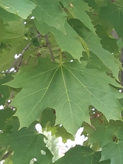 Acer platanoides