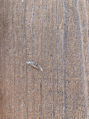 Eupithecia flavigutta