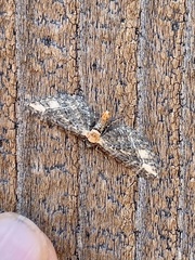 Eupithecia flavigutta