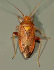 Chinamiris unicolor